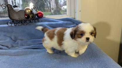 SHIH TZU (10/30) FEMALE