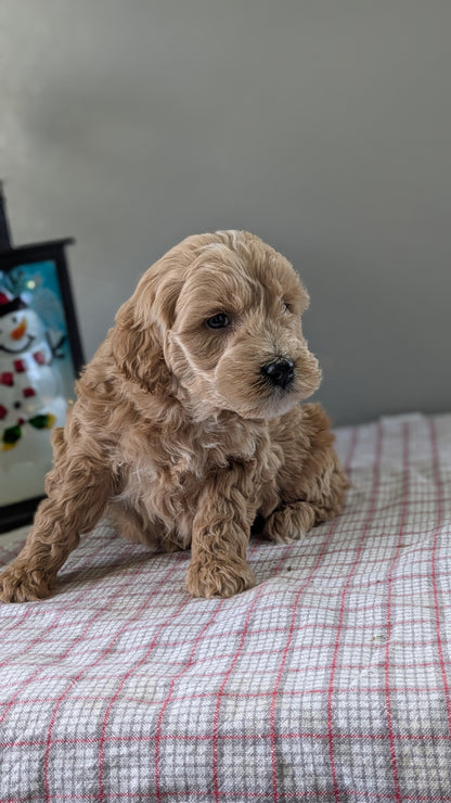 MINI GOLDENDOODLE (12/09) MALE