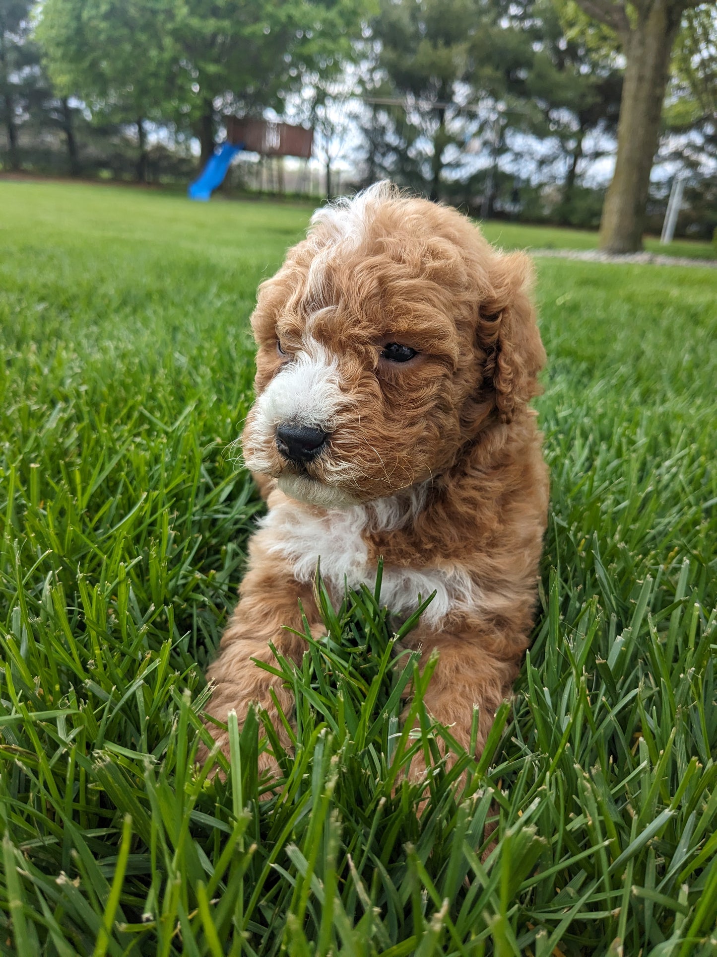 MINI GOLDENDOODLE (03/20) MALE