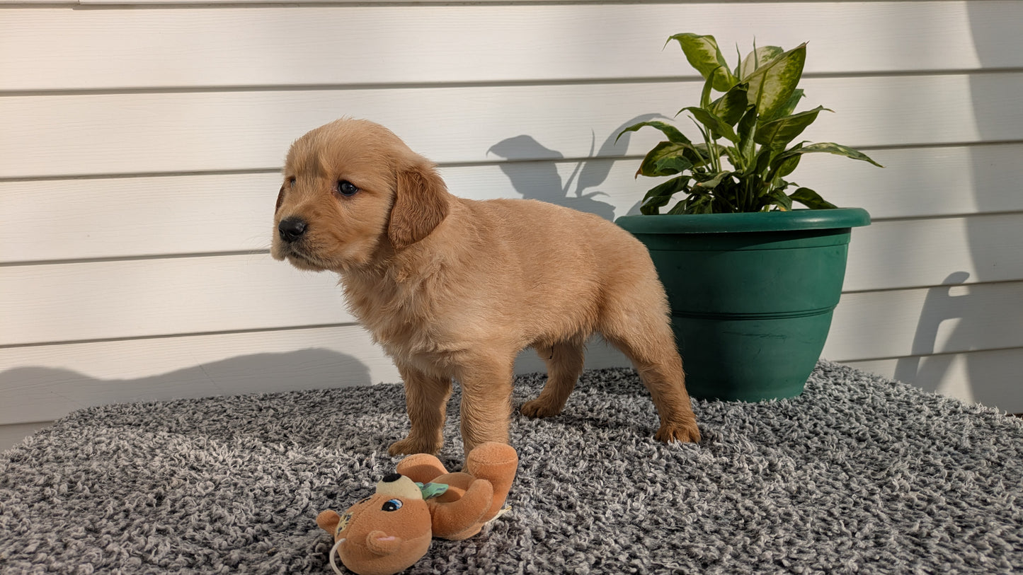 GOLDEN RETRIEVER (12/25) MALE