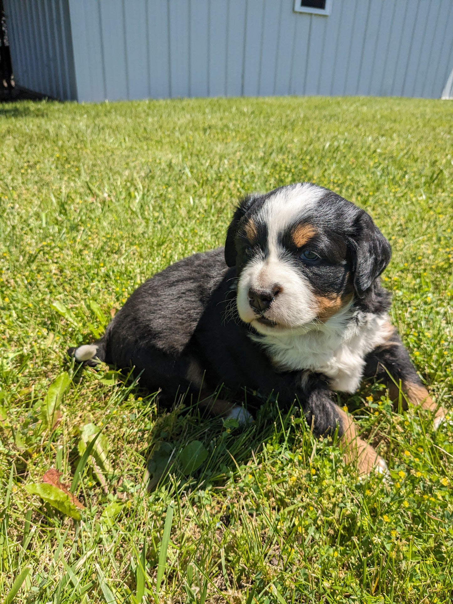 BERNESE MOUNTAIN DOG (04/24) FEMALE