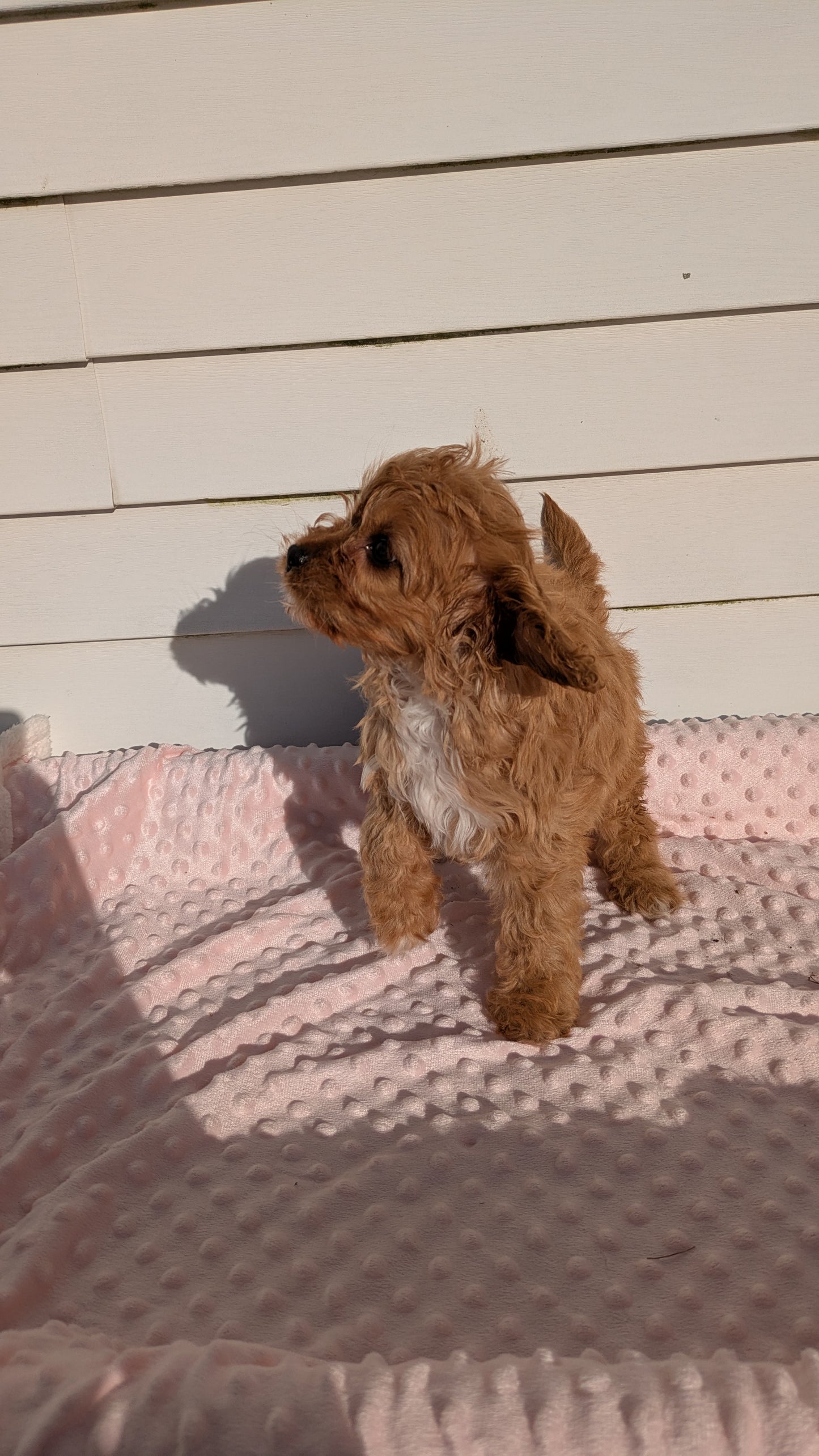 CAVAPOO (01/17) FEMALE