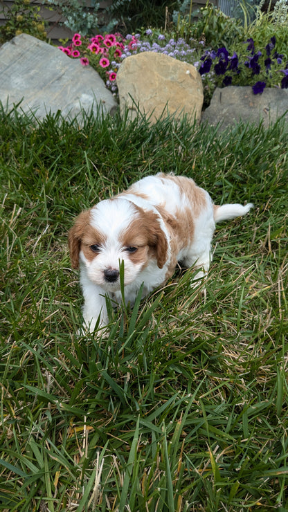 CAVAPOO (06/29) FEMALE