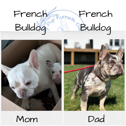 FRENCH BULLDOG (10/30) FEMALE