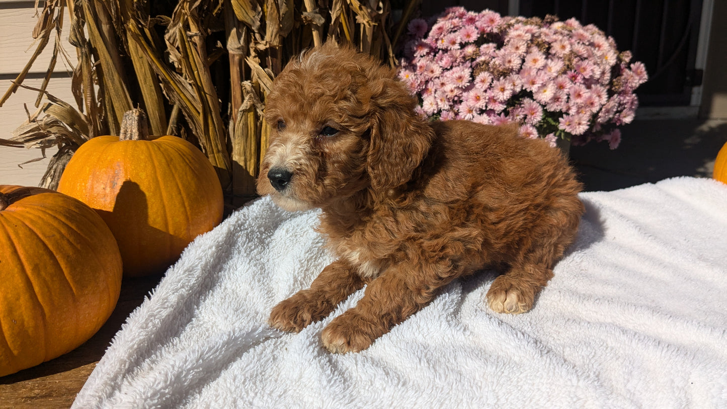 MINI POODLE (08/20) MALE