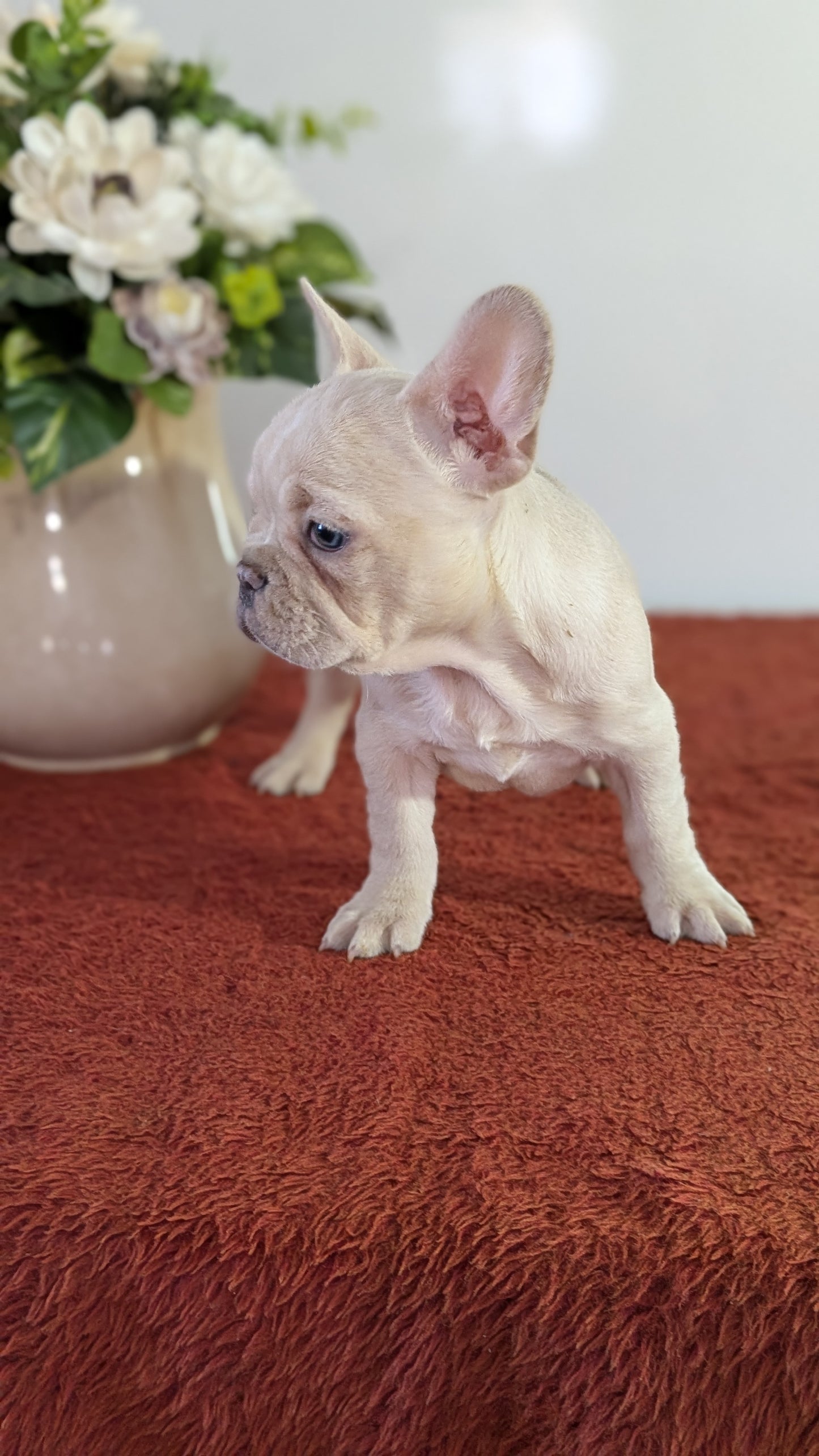 FRENCH BULLDOG (12/21) FEMALE