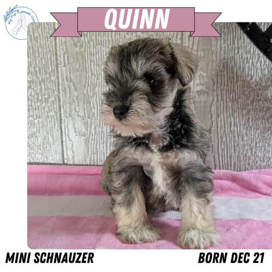 MINI SCHNAUZER (12/21) FEMALE