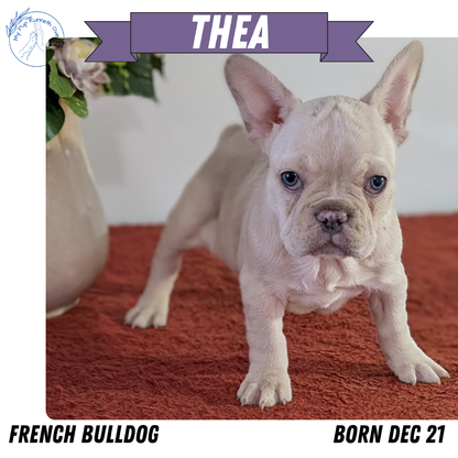 FRENCH BULLDOG (12/21) FEMALE