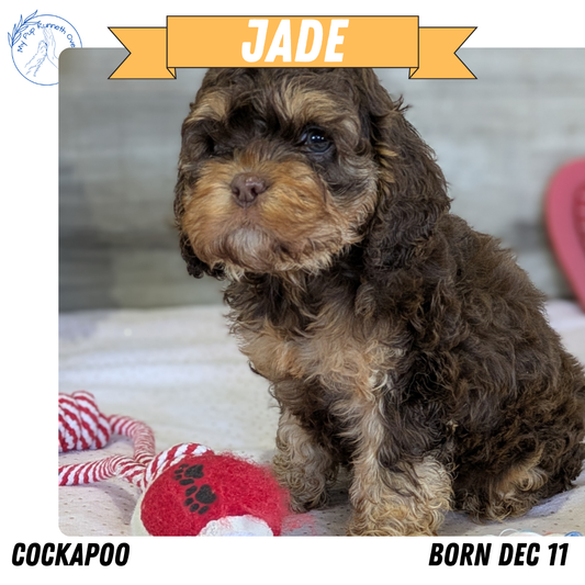 COCKAPOO (12/11) FEMALE