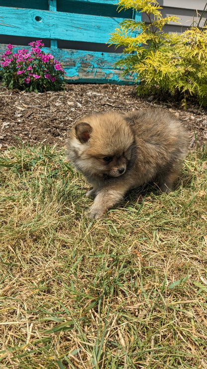 POMERANIAN (05/02) MALE