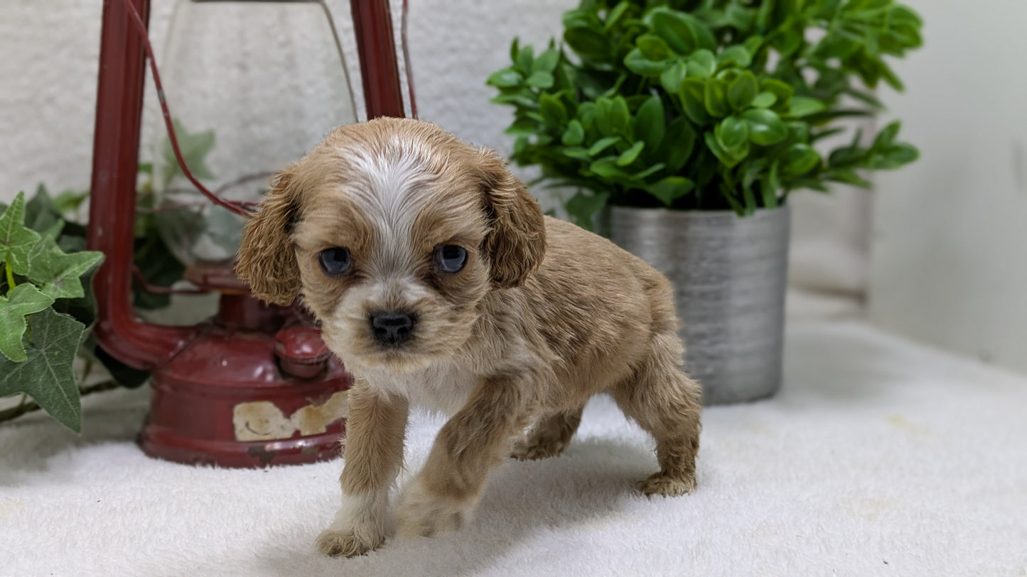 COCKER SPANIEL (12/18) FEMALE