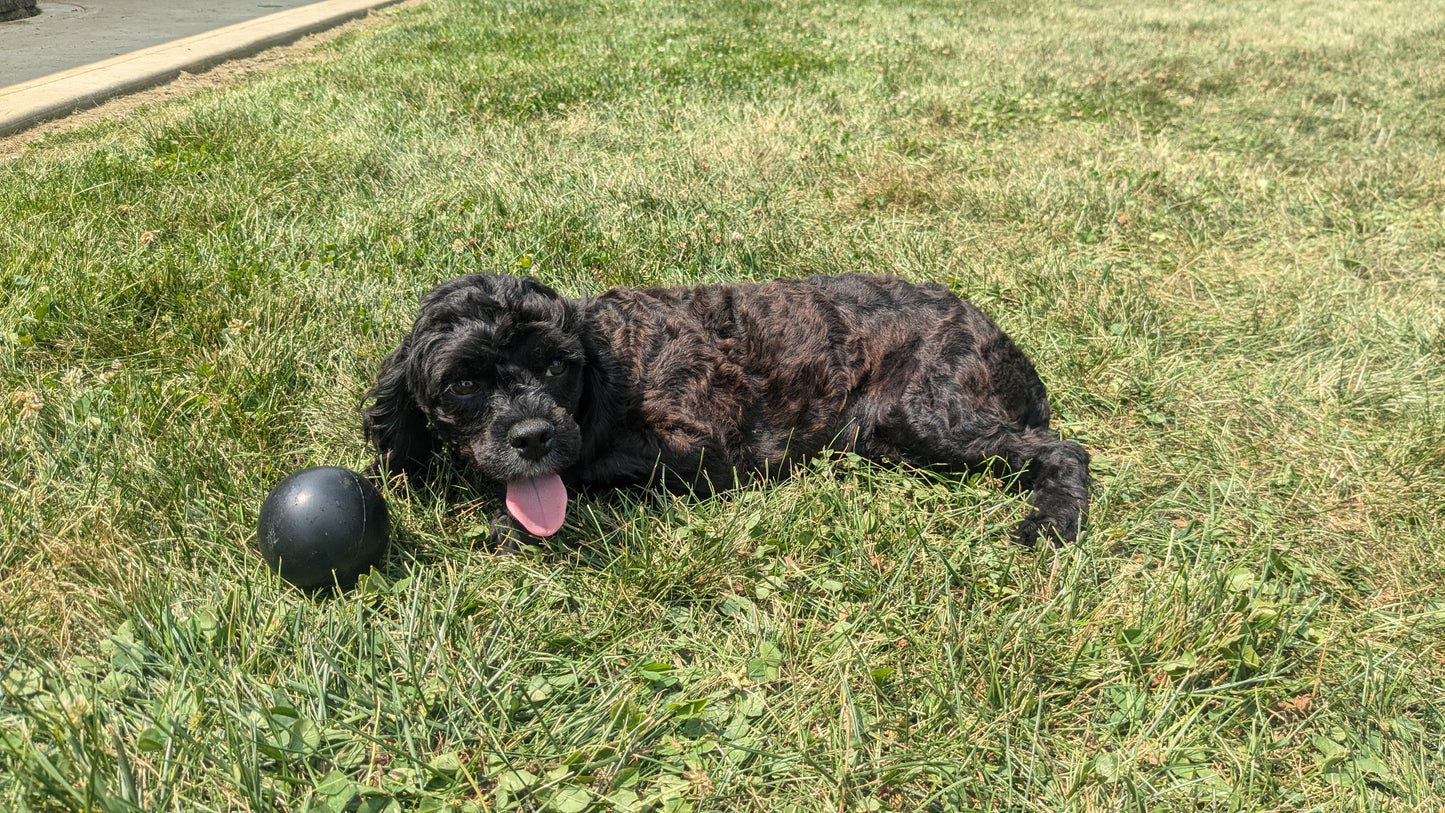 COCKAPOO (01/01) MALE