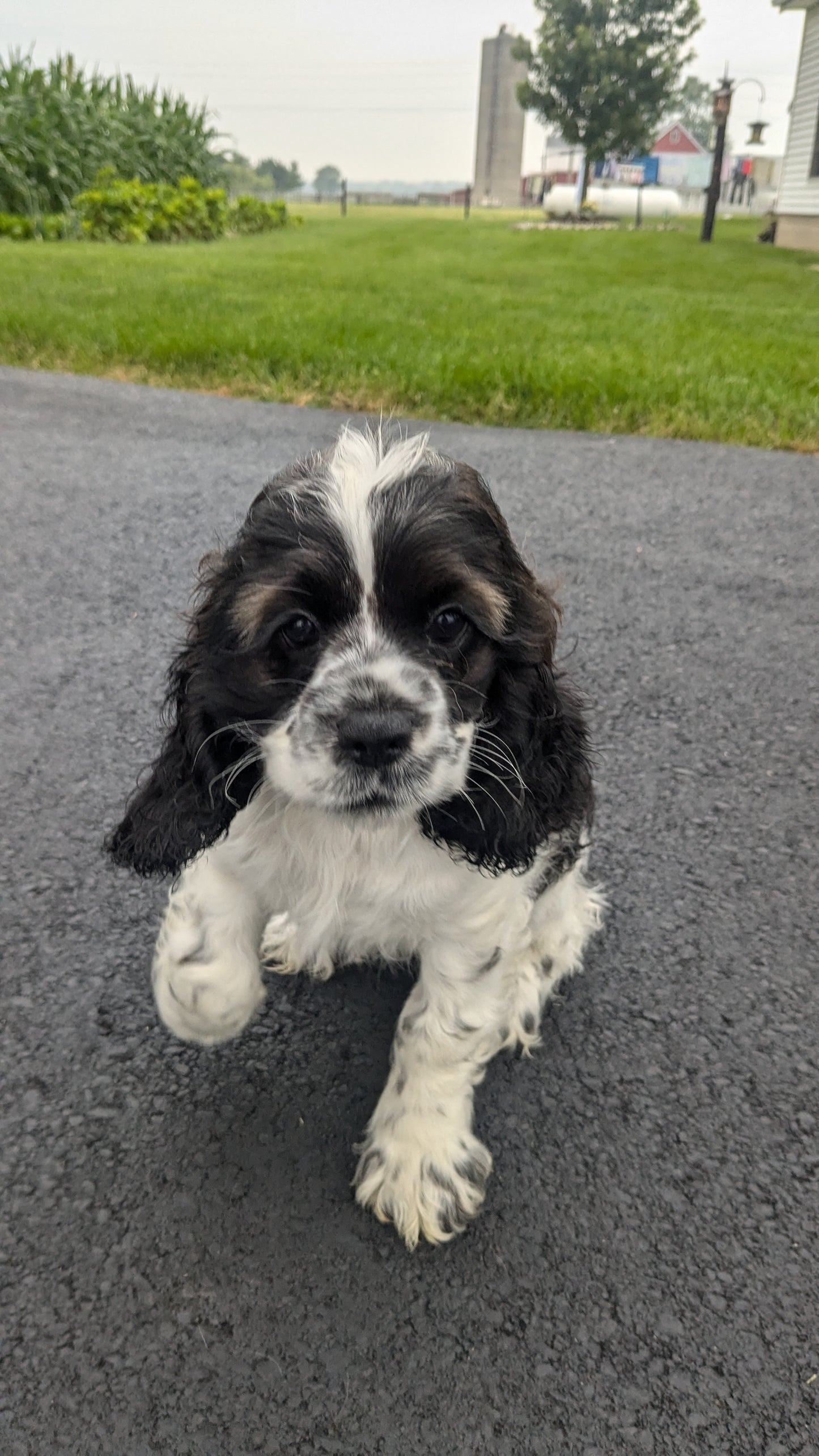 COCKER SPANIEL (05/01) FEMALE