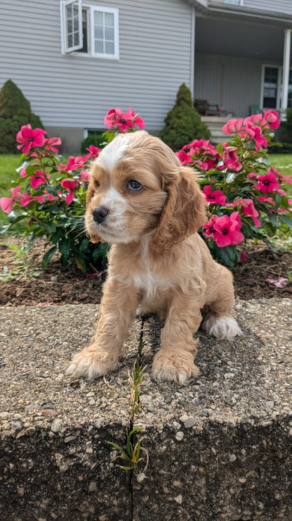 COCKER SPANIEL (06/21) FEMALE