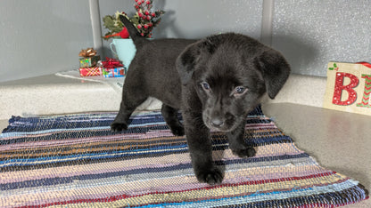 LABRADOR X TERRIER (11/08) FEMALE