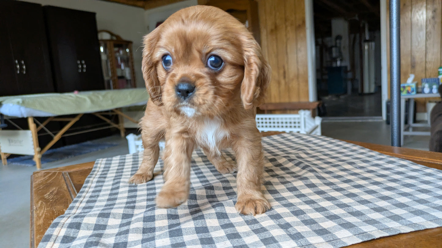 CAVALIER (12/26) MALE