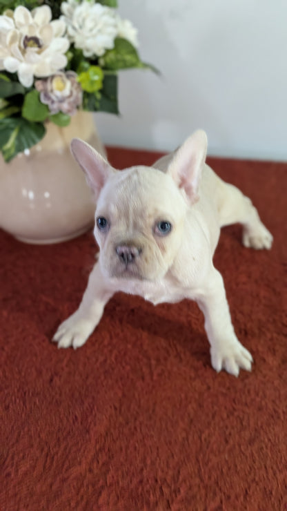 FRENCH BULLDOG (12/21) FEMALE