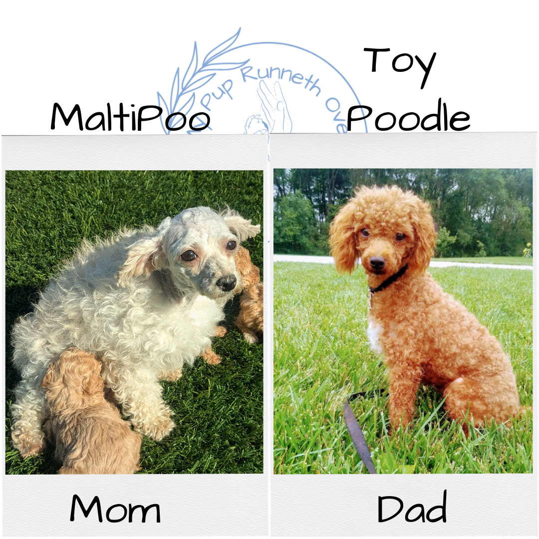 MALTIPOO (09/23) FEMALE