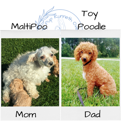 MALTIPOO (09/23) FEMALE