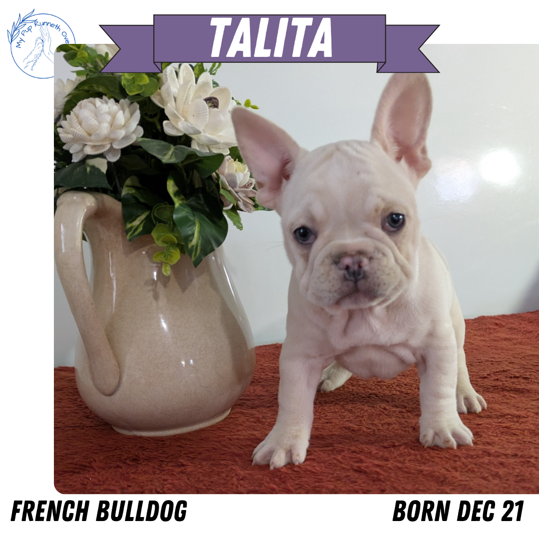 FRENCH BULLDOG (12/21) FEMALE