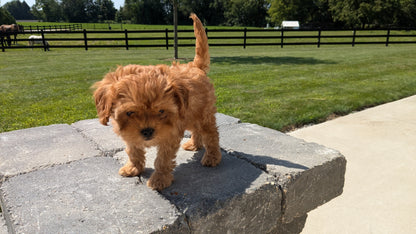 CAVAPOO (05/20) MALE