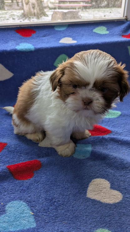 SHIH TZU (10/22) MALE