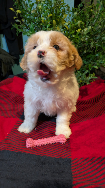 SHIHPOO (11/17) FEMALE