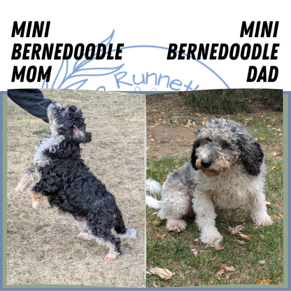 MINI BERNEDOODLE (02/03) MALE