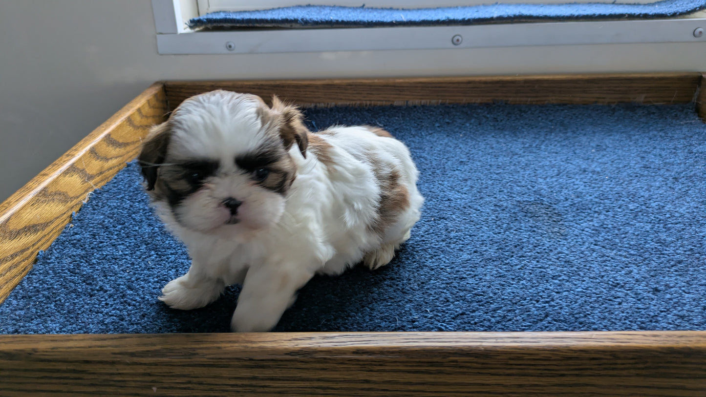 SHIH TZU (01/01) FEMALE