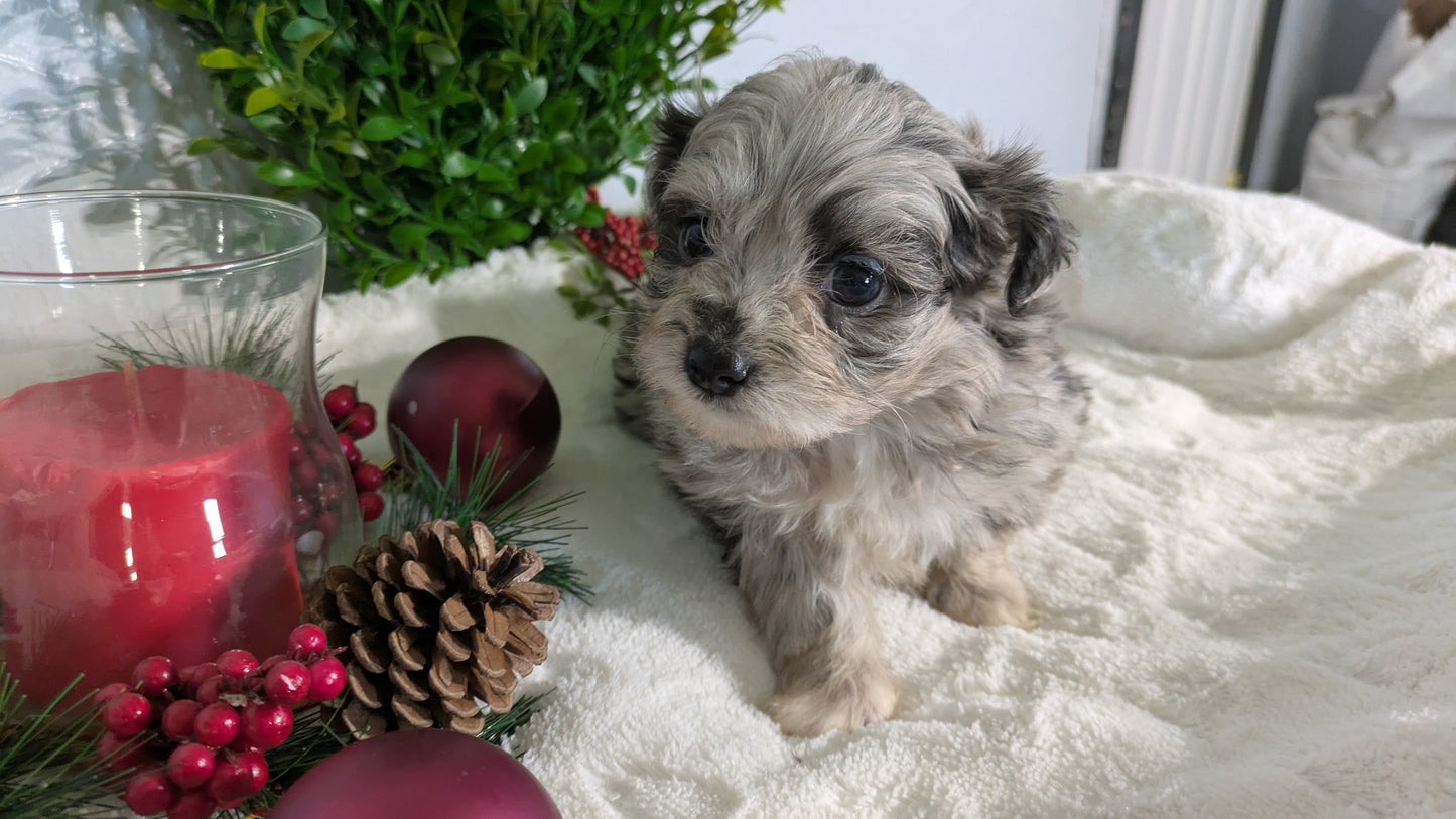 SHIHPOO (10/27) FEMALE