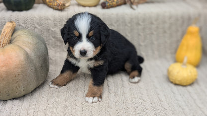 BERNESE MOUNTAIN DOG (08/18) MALE