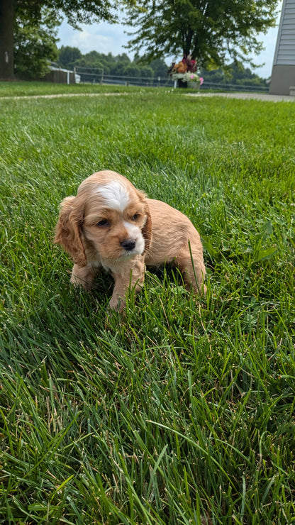 COCKER SPANIEL (06/21) FEMALE