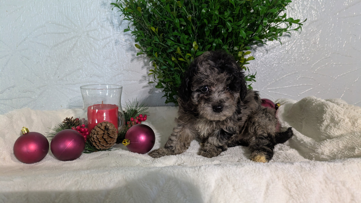 SHIHPOO (10/19) FEMALE