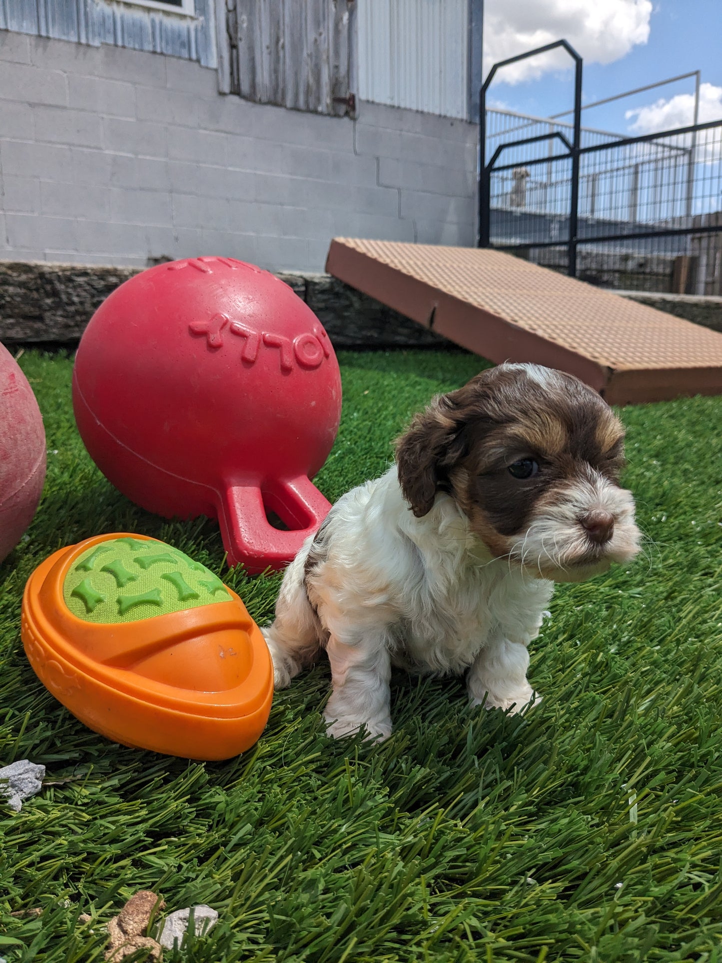 COCKAPOO (05/02) FEMALE