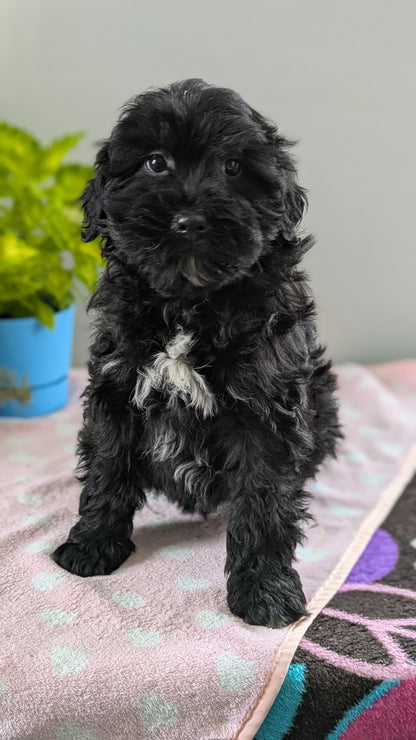 MINI LABRADOODLE (11/26) FEMALE