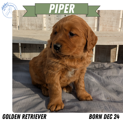 GOLDEN RETRIEVER (12/24) FEMALE