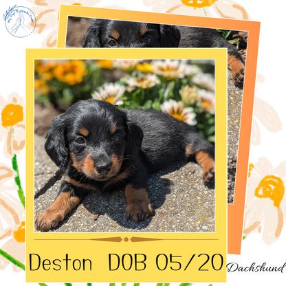 DACHSHUND (05/20) MALE