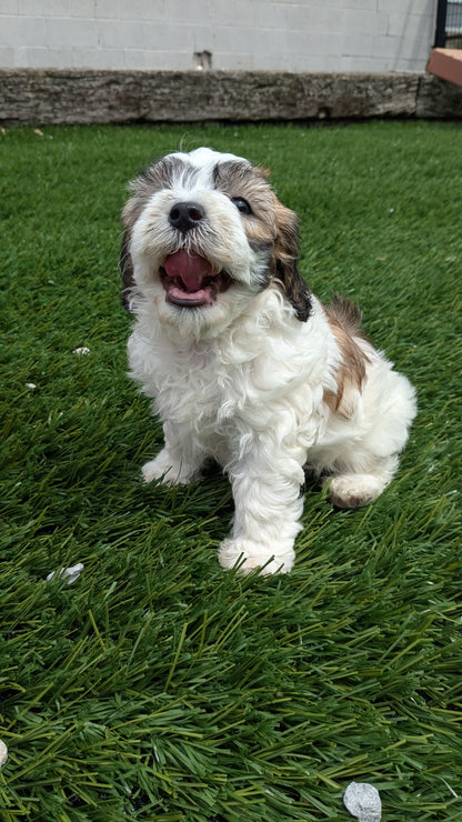 CAVAPOO (05/15) FEMALE