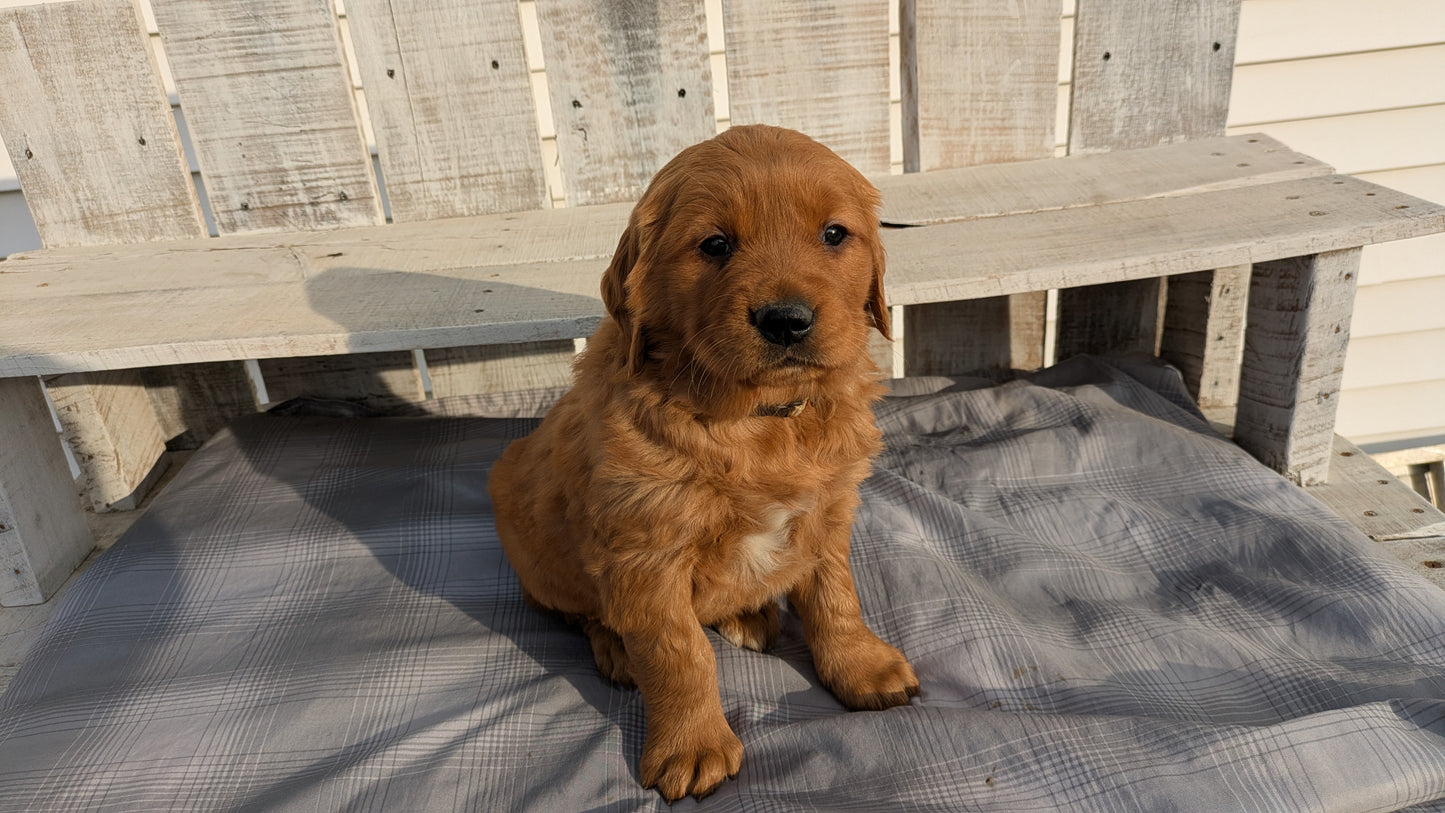 GOLDEN RETRIEVER (12/24) FEMALE