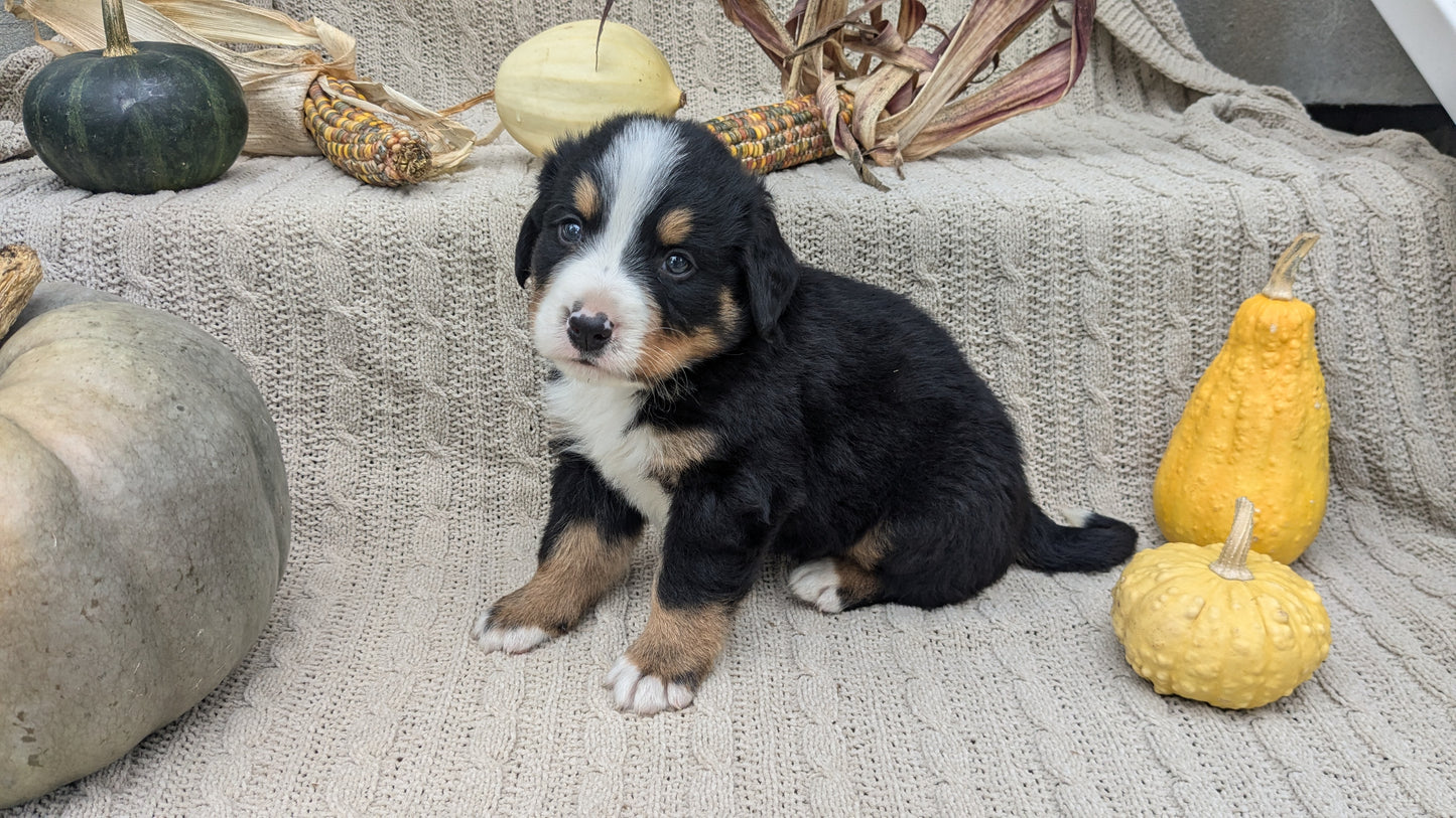 BERNESE MOUNTAIN DOG (08/18) MALE