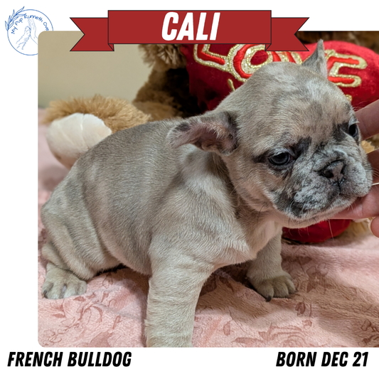 FRENCH BULLDOG (12/22) FEMALE