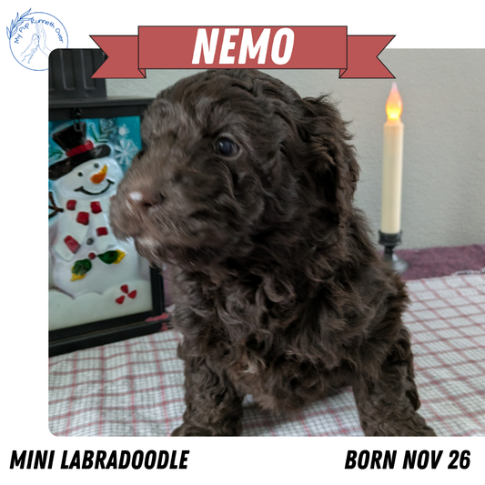 MINI LABRADOODLE (11/26) MALE