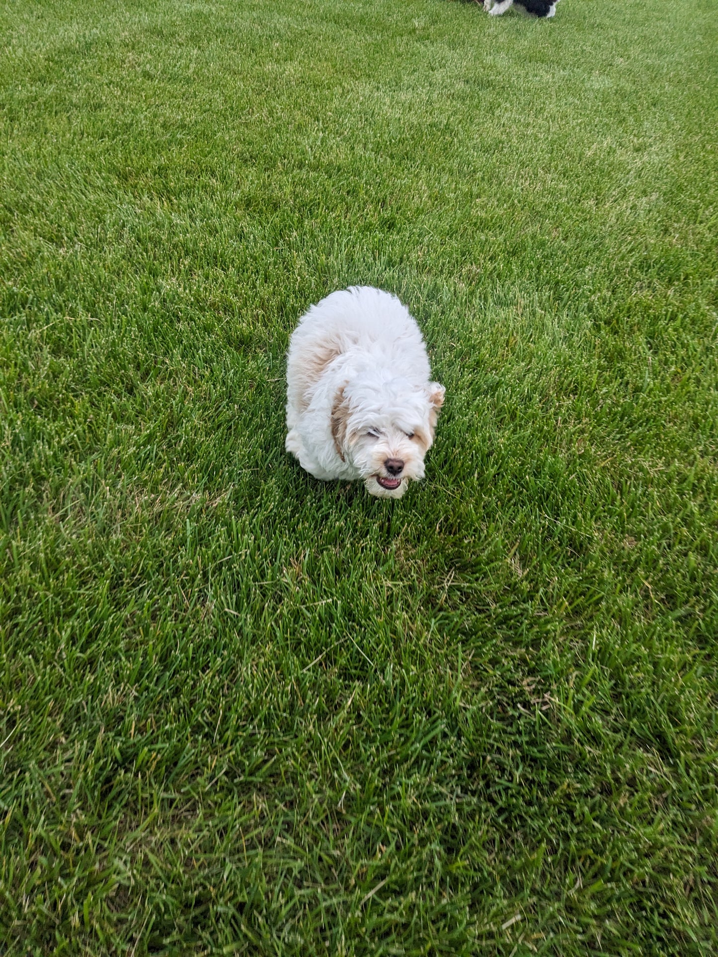 COCKAPOO (03/09) MALE