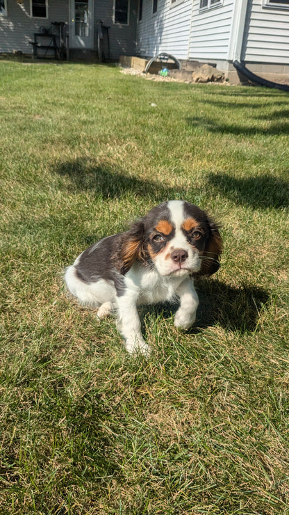 CAVALIER (05/17) MALE