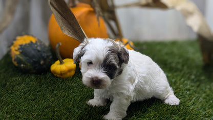 HAVANESE (08/23) MALE