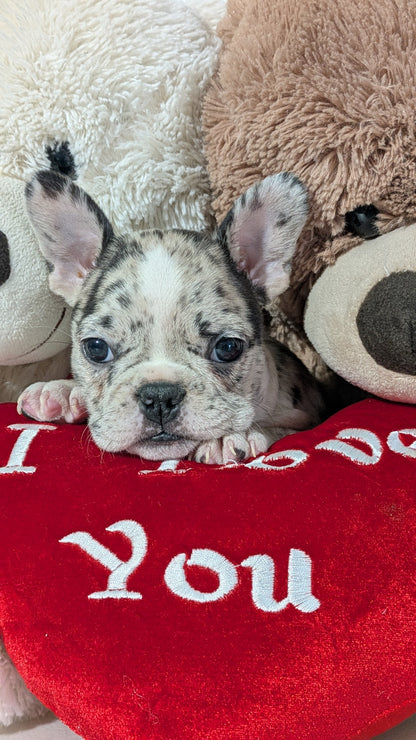 FRENCHTON (12/24) FEMALE