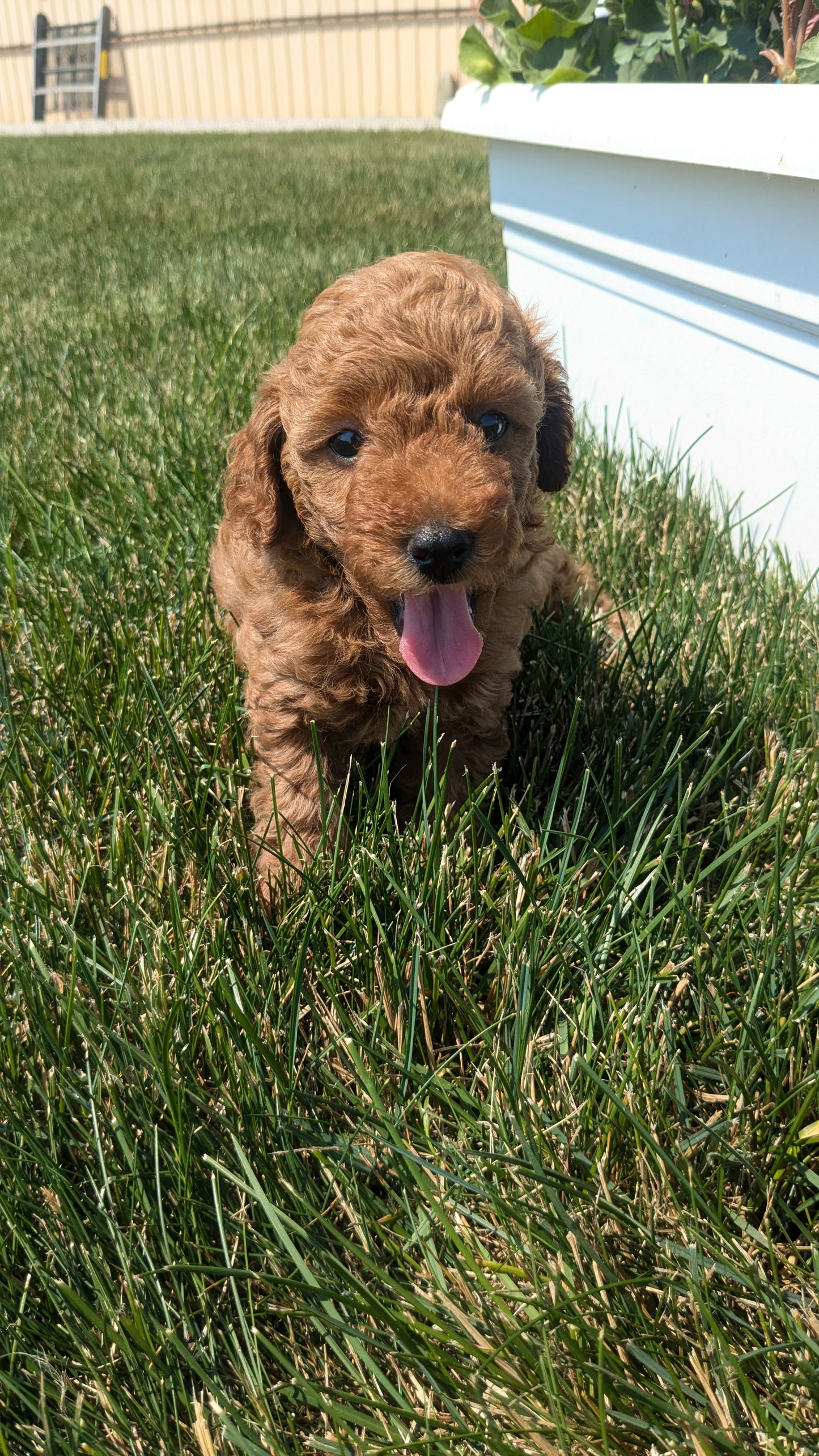 TOY POODLE (05/12) MALE