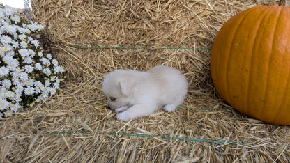 POMSKY-POO (08/13) MALE