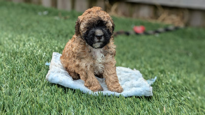 CAVAPOO (05/15) MALE