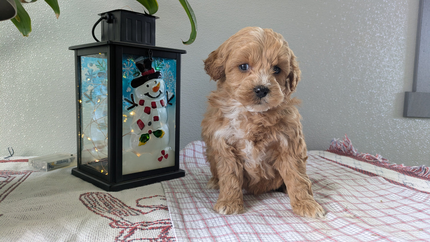 MINI GOLDENDOODLE (12/09) FEMALE